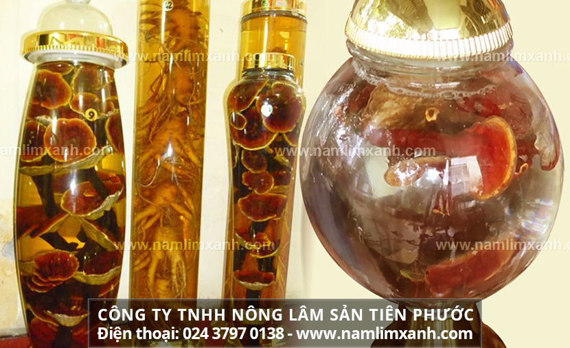 Nấm lim xanh ngâm rượu như thế nào là đúng và tác dụng của rượu nấm lim