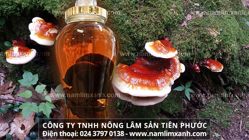 Nấm lim xanh ngâm rượu tác dụng và lưu ý sử dụng nấm lim rừng ngâm rượu