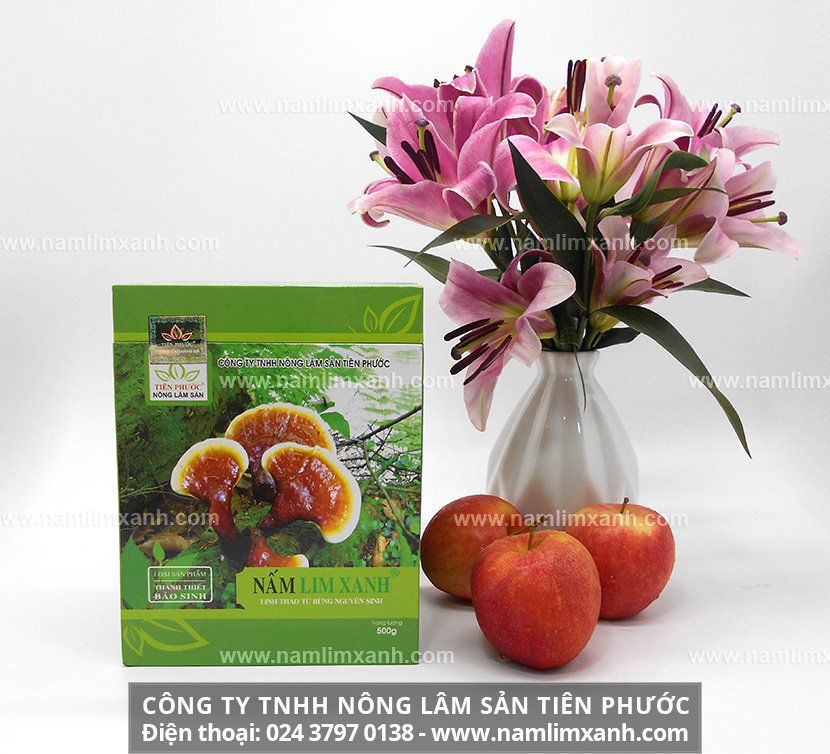 Nấm lim xanh tự nhiên của Lào trị bệnh ra sao tác dụng nấm lim trị bệnh