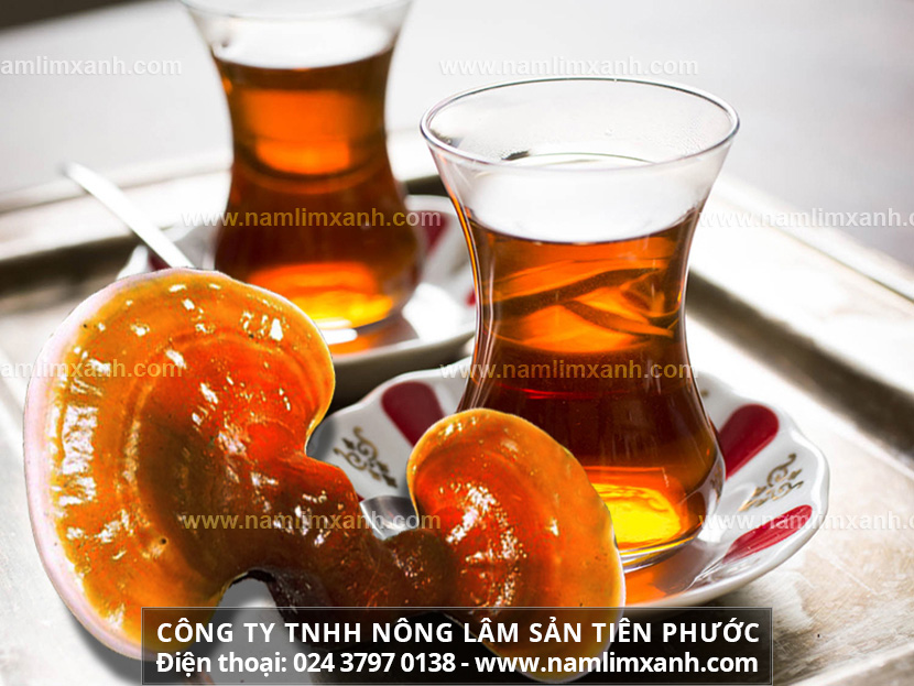 Sử dụng nấm lim xanh pha trà có tác dụng gì và hãm trà nấm lim rừng