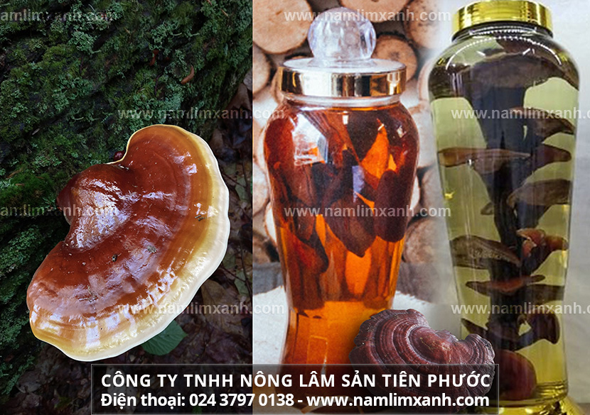 Tác dụng của nấm lim xanh ngâm rượu và Tác dụng nấm lim xanh ngâm rượu giúp tăng cường sinh lực phái mạnh