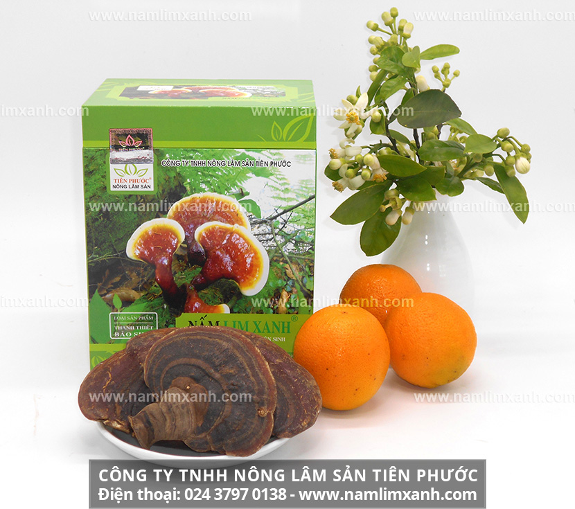 Tác dụng của nấm lim xanh ngâm rượu và cách sử dụng phát huy hết công dụng