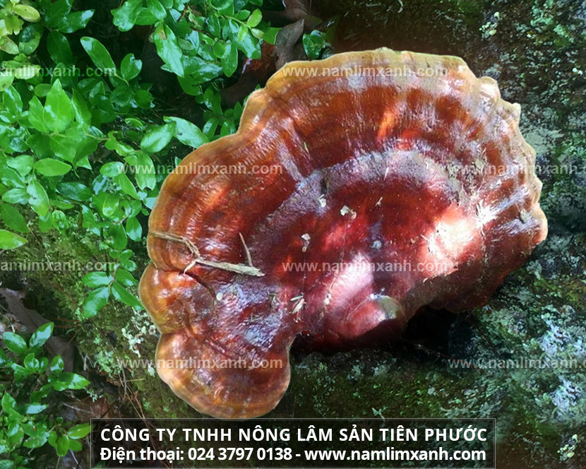 Tác dụng kỳ diệu của nấm lim xanh rừng là gì và Nấm lim rừng thường được tìm thấy ở đâu