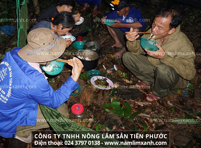 Tác dụng “thần kì” nấm lim xanh tự nhiên