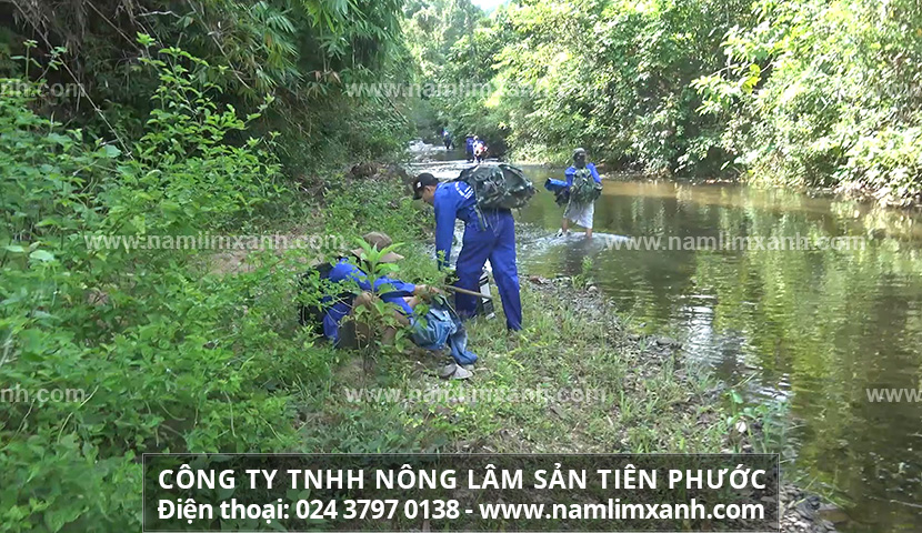 Tác hại của nấm lim xanh giả