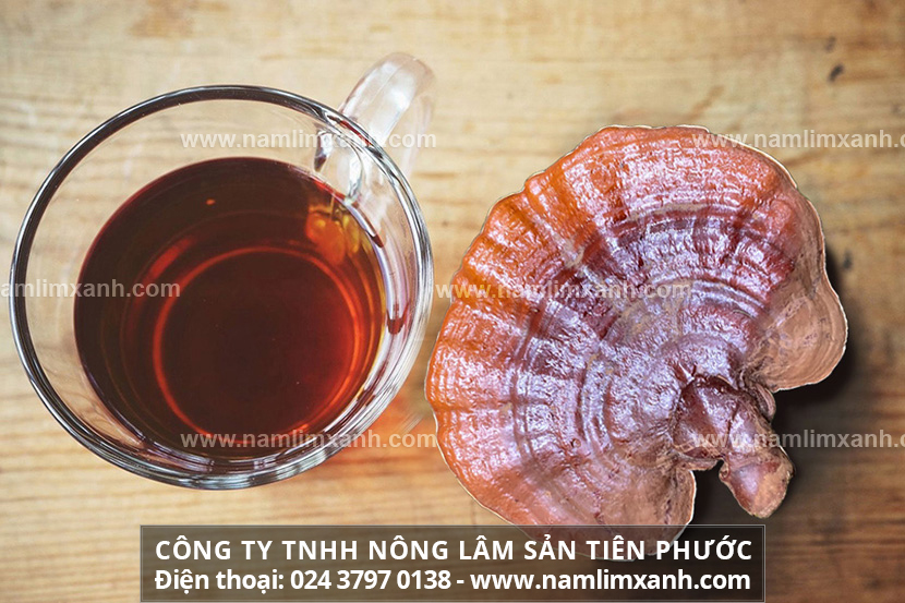 Uống nấm lim xanh có tốt không lưu ý khi uống nấm lim xanh ngâm rượu