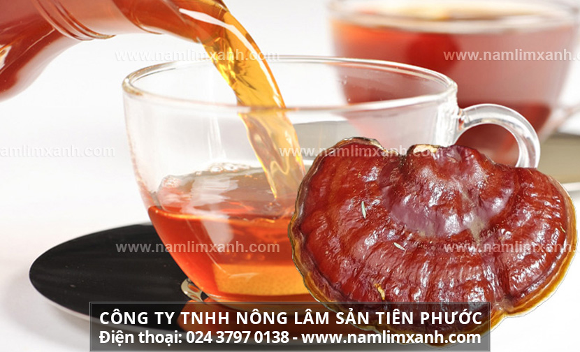 Uống nấm lim xanh có tốt không và tác dụng của nước nấm lim xanh chữa bệnh gì hiệu quả