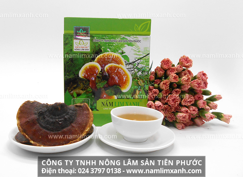 Uống nấm lim xanh có tốt không và tác dụng uống nấm gỗ lim xanh đặc biệt tốt cho sức khỏe.