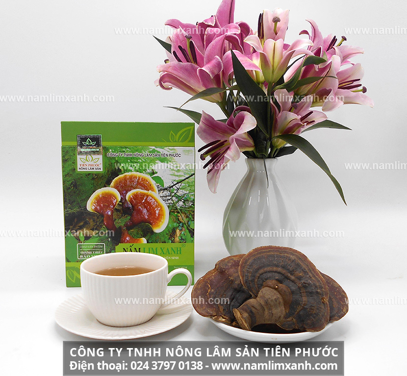 Uống nấm lim xanh điều trị ung thư vú tác dụng dùng nấm lim trị K vú