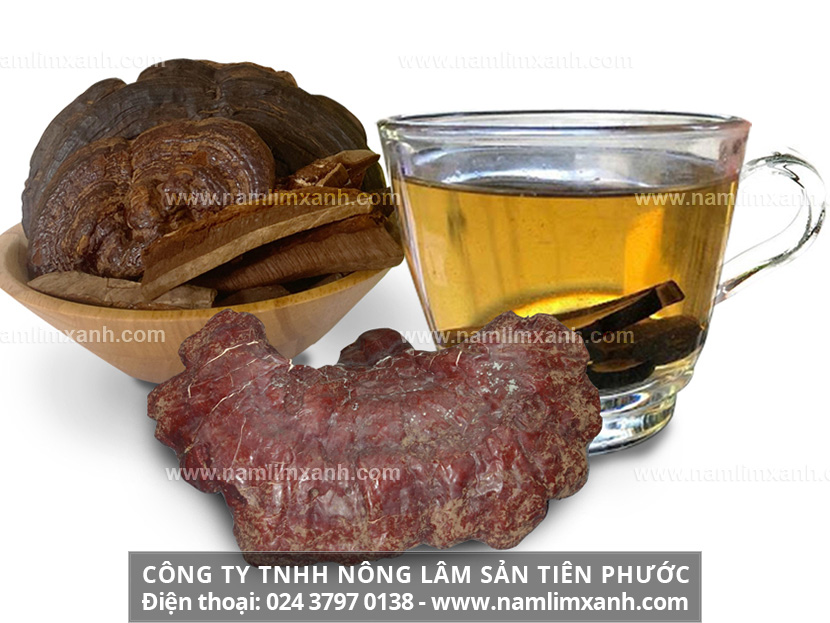 Uống nấm lim xanh nhiều có công dụng gì và lưu ý khi uống nấm lim xanh