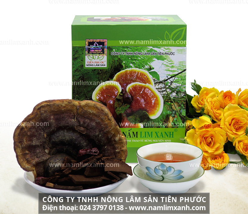 Uống nấm lim xanh nhiều có tốt không và liều lượng uống nấm lim rừng