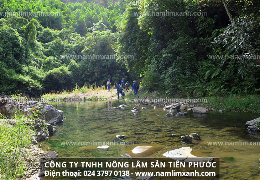 Uống nấm linh xanh cần lưu ý những gì và cách dùng nấm lim hiệu quả