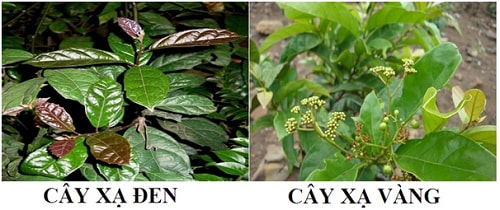 hình ảnh so sánh cây xạ đen và cây xạ vàng để phân biệt chính xác