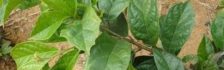 Hình ảnh thân và lá của cây xạ đen