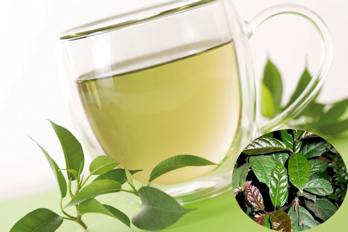 Nước trà cây xạ đen giúp điều trị nhiều bệnh lý.