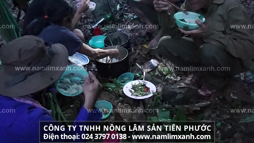 Ai nên và không nên dùng nấm lim xanh