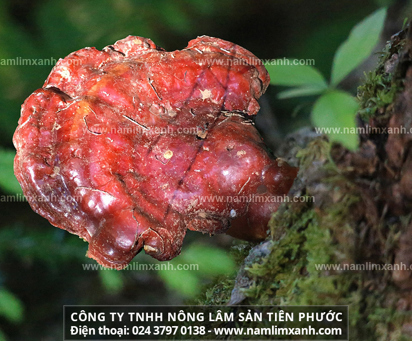 Bán nấm lim xanh chuẩn ở đâu tại Hà Nội và Nấm lim xanh bao nhiêu 1kg