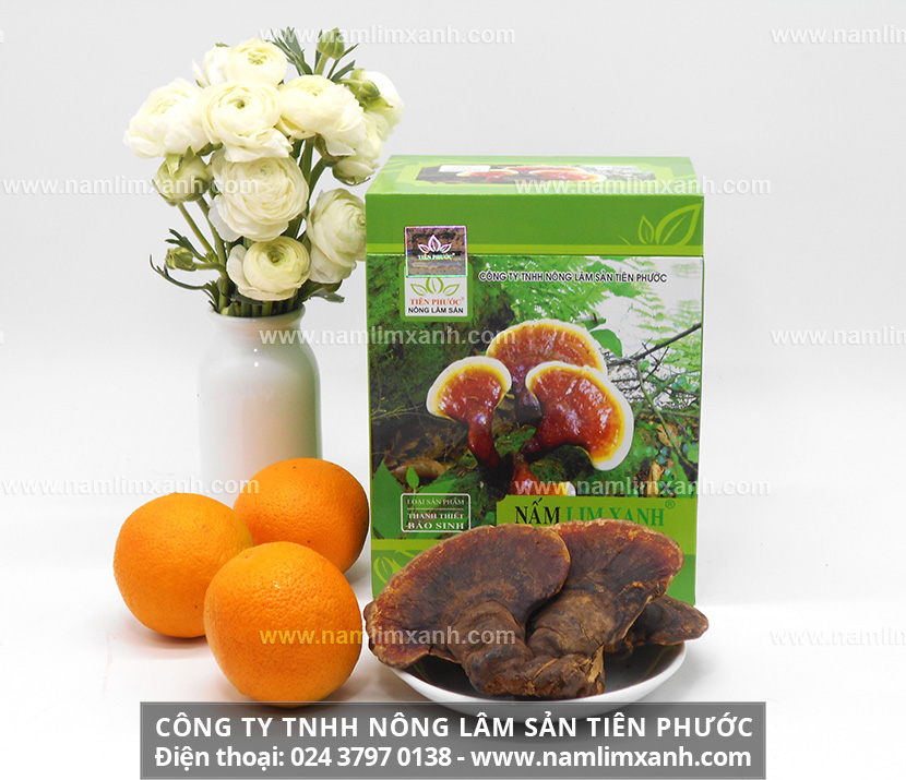 Các dược chất quý trong nấm lim xanh Đà Nẵng