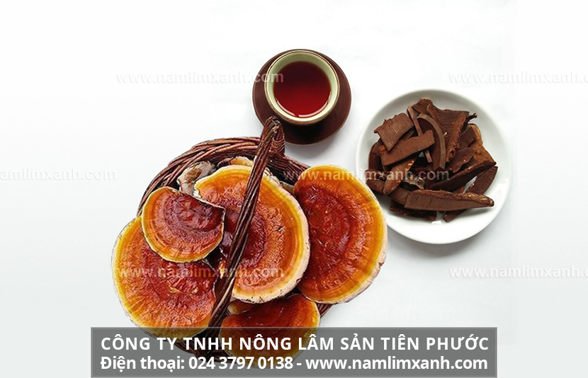 Cách chế biến nấm lim xanh Tiên Phước tốt nhất cho người sử dụng