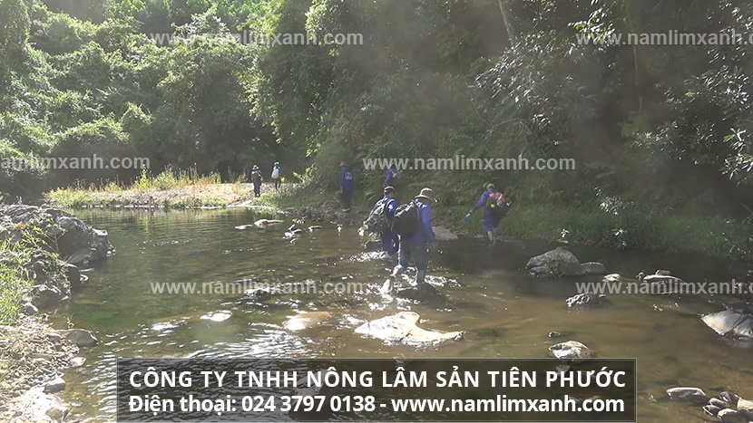 Cách chọn nấm lim xanh thật theo người dân Tiên Phước (Quảng Nam)