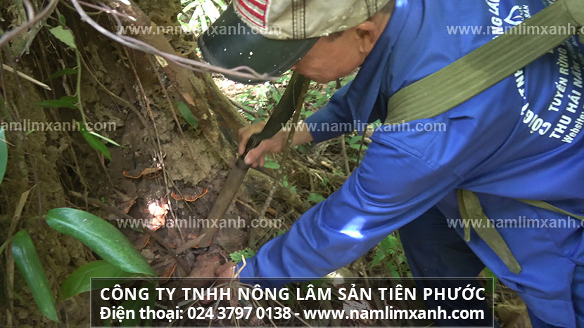 Cách dùng nấm lim xanh của Lào và cách sơ chế nấm lim xanh của Lào