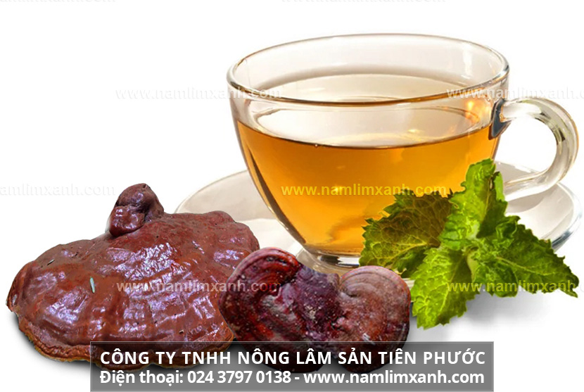 Cách dùng nấm lim xanh hiệu quả với Cách sắc, uống nấm lim xanh