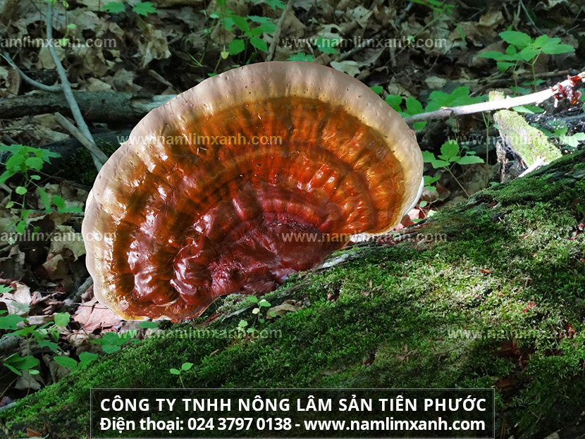 Cách dùng nấm lim xanh như thế nào và cách trị ung thư bằng nấm lim xanh