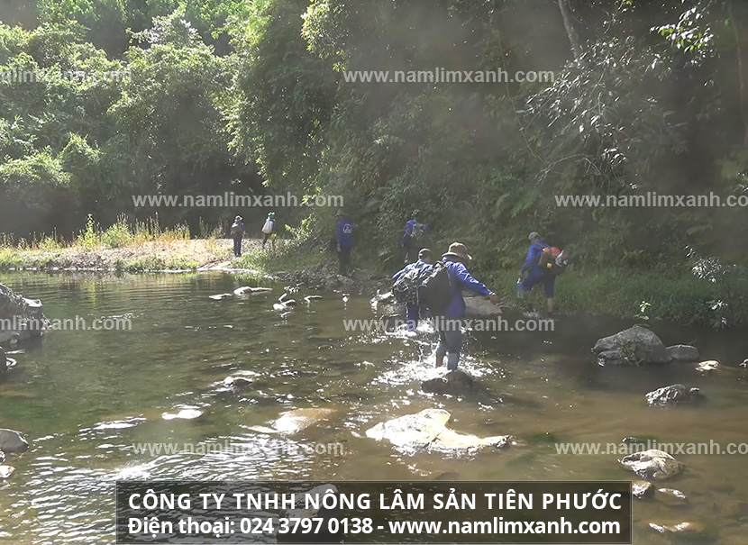 Cách dùng nấm lim xanh trị tai biến não và hướng dấn sử dụng chuẩn