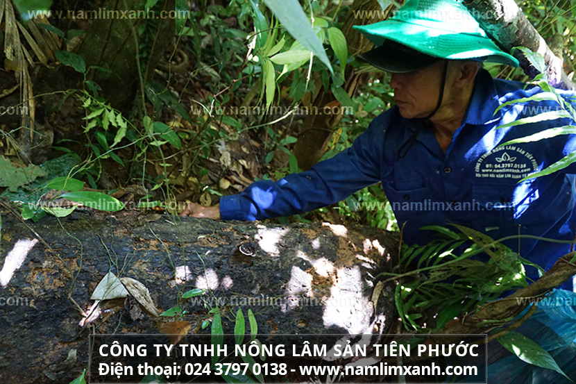 Cách dùng nấm linh xanh để chăm sóc tóc và tác dụng nấm lim xanh với bệnh lý khác