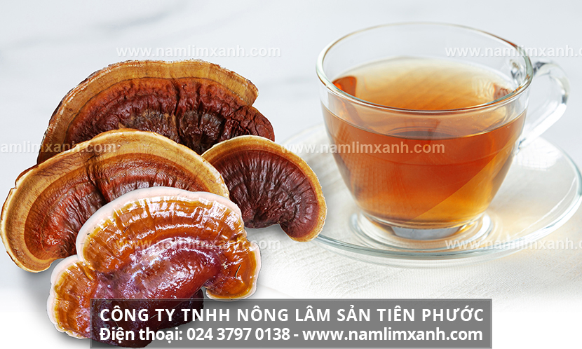 Cách nấu nấm lim xanh Quảng Nam. Uống nấm lim rừng kiêng gì