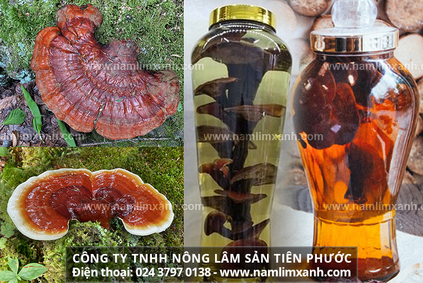 Cách ngâm nấm lim xanh rừng - Tác dụng nấm lim xanh ngâm rượu