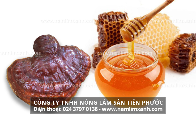 Cách ngâm nấm lim xanh với mật ong và sử dụng nấm lim xanh hiệu quả