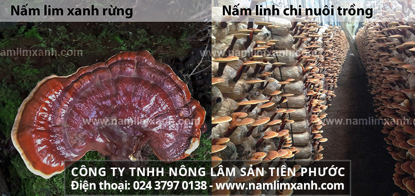 Cách nhận biết nấm lim xanh thật giả qua màu sắc và mua nấm lim xanh