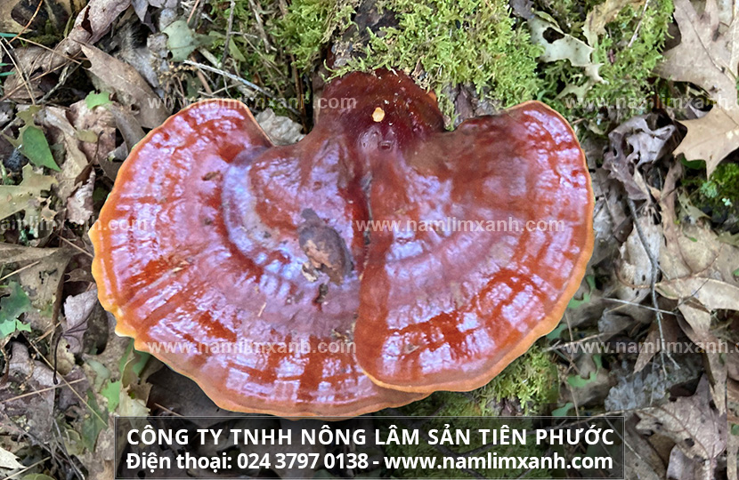 Cách pha chế nấm lim xanh - Uống nấm lim xanh có đắng hay không