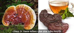 Cách sắc nấm lim xanh chữa bệnh hiệu quả. Uống nấm lim xanh kiêng gì