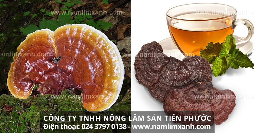 Cách sắc nấm lim xanh chữa bệnh hiệu quả. Uống nấm lim xanh kiêng gì