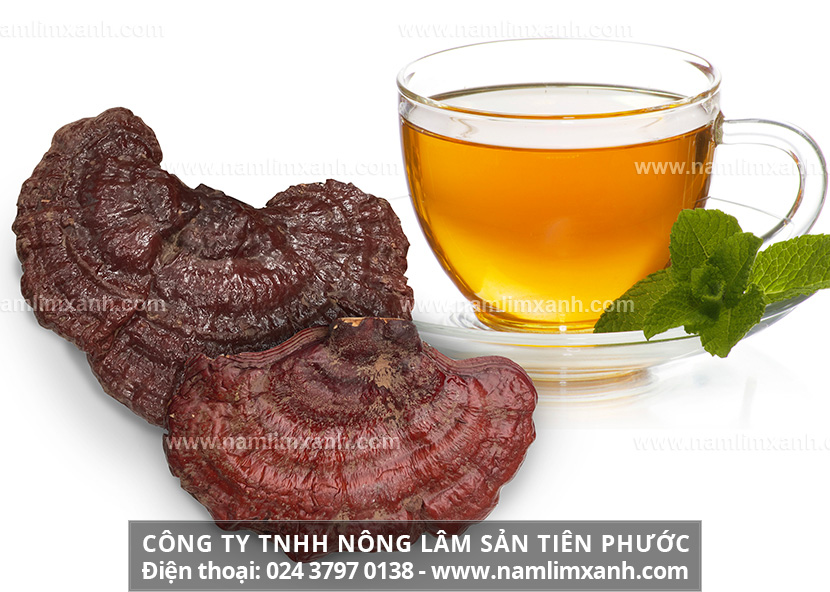 Cách sử dụng nấm lim xanh Quảng Nam hỗ trợ điều trị ung thư phổi