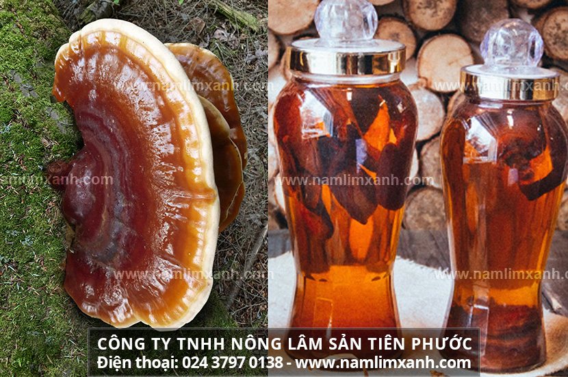 Cách sử dụng nấm lim xanh ngâm rượu. Tác dụng rượu nấm lim xanh