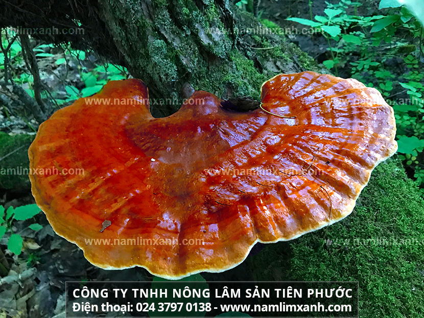 Công dụng của nấm lim xanh Quảng Nam có tác dụng tốt trong điều trị ung thư, gan, máu nhiễm mỡ...