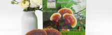 Công ty nấm lim xanh Quảng Nam bán nấm lim rừng bao nhiêu 1 kg