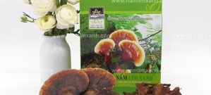 Công ty nấm lim xanh Quảng Nam bán nấm lim rừng bao nhiêu 1 kg