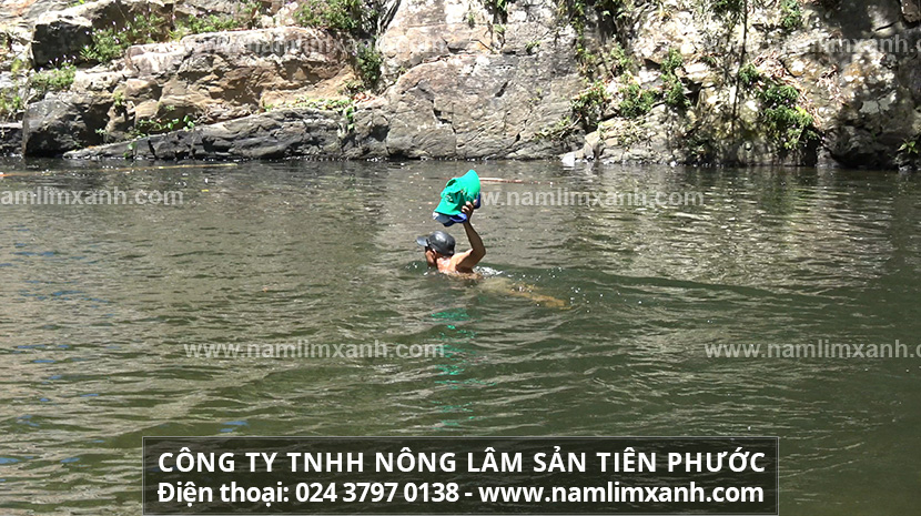 Địa chỉ bán nấm lim xanh uy tín trên toàn quốc giúp người dùng thuận tiện khi tìm mua nấm lim xanh