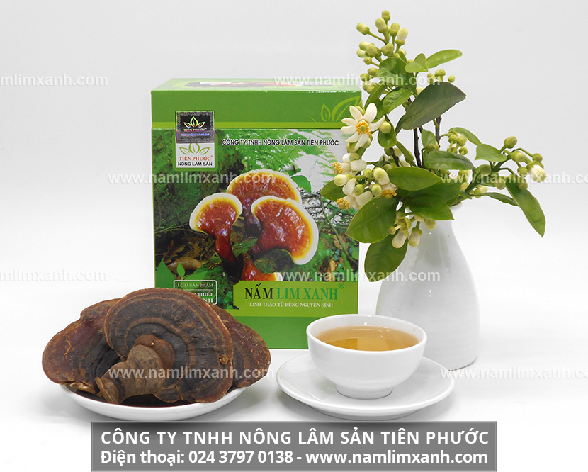 Đối tượng sử dụng nấm lim xanh