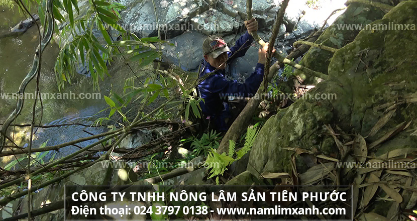 Dùng nấm lim xanh bao lâu thì có hiệu quả và Lưu ý khi chế biến sử dụng nấm lim xanh rừng