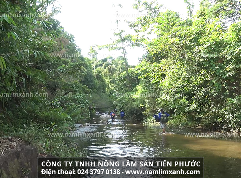 Giá bán nấm lim xanh rừng Tiên Phước đúng công ty Tiên Phước