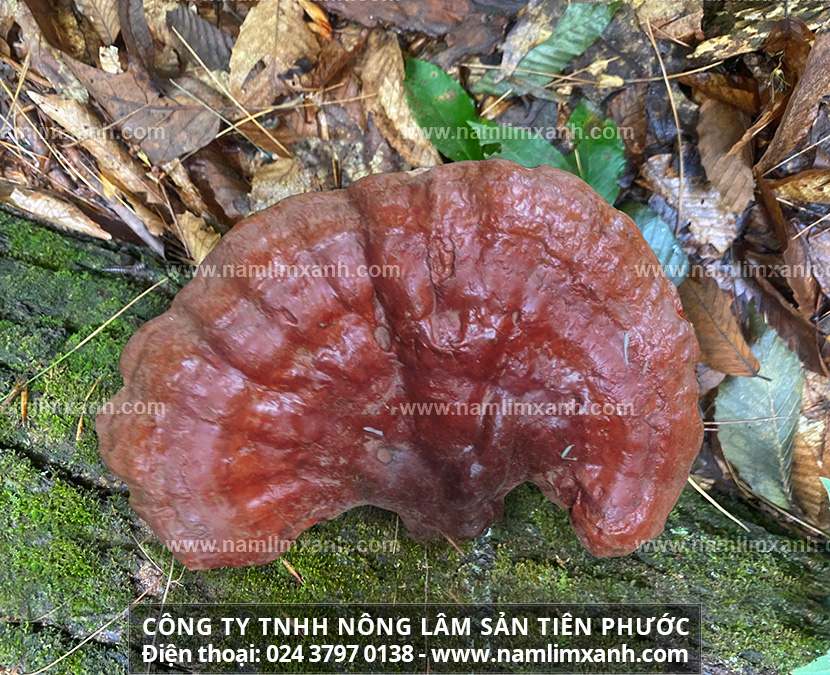 Giá cả nấm lim xanh - Đại lý bán nấm lim xanh uy tín, chính hãng