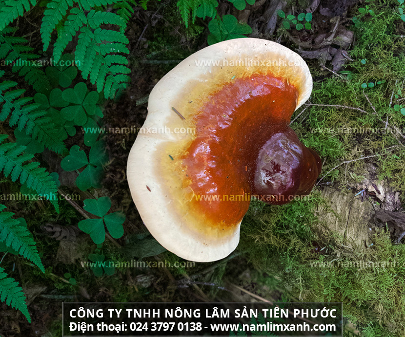Hình ảnh nấm lim xanh Quảng Nam mọc trong rừng nguyên sinh.