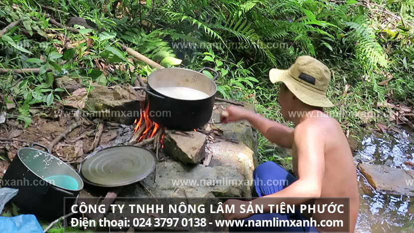 Lưu ý khi dùng nấm lim xanh ngâm rượu