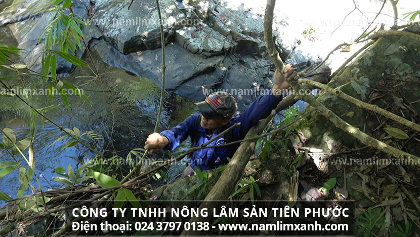 Nấm gỗ lim là gì công dụng và cách sử dụng nấm gỗ lim chữa bệnh hiệu quả