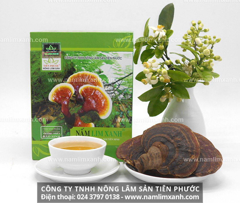 Nấm lim có tác dụng chữa bệnh gì nấm lim xanh có công dụng trị bệnh gì